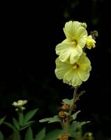 Malvaceae - Мальвовые
