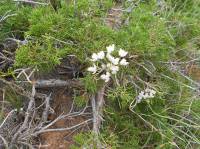Allium ramosum - Лук ветвистый, Джуцай