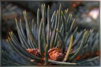 Pinaceae - Сосновые
