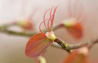 Cercidiphyllum japonicum - Церцидифиллюм японский, или Багрянник японский