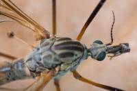 Tipula pseudovariipennis