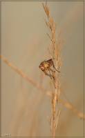 Scathophaga stercoraria - Навозница рыжая