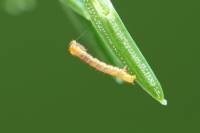 Macaria signaria - Пяденица углокрылая еловая
