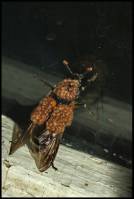Silphidae - Мертвоеды