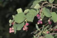 Amelanchier alnifolia - Ирга ольхолистная