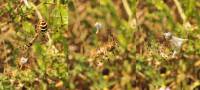 Argiope bruennichi - Аргиопа Брюнниха