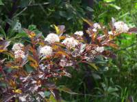 Physocarpus opulifolius - Пузыреплодник калинолистный
