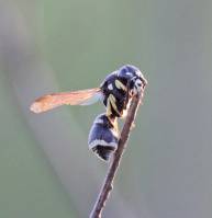 Vespidae - Складчатокрылые осы