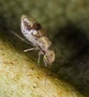 Psocoptera - Сеноеды