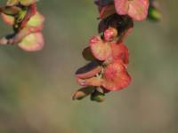 Atriplex hortensis - Лебеда садовая