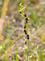 Ophrys insectifera - Офрис насекомоносная