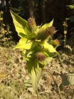 Cirsium oleraceum - Бодяк огородный