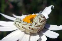 Cucullia chamomillae - Капюшонница ромашковая