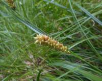 Carex rostrata - Осока носатая