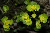 Chrysosplenium alternifolium - Селезёночник очерёднолистный