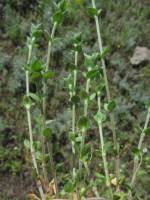 Arenaria serpyllifolia subsp. leptoclados - Песчанка уральская