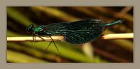 Calopteryx splendens - Красотка блестящая