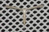 Pterophoridae - Пальцекрылки