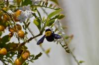 пчела плотник Xylocopa flavonigrescens на цветках Duranta