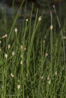 Eleocharis palustris - Болотница болотная