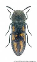 Acmaeoderella fulvinaeva