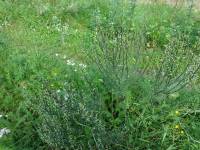 Artemisia campestris - Полынь полевая