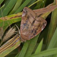 Cosmia affinis - Совка схожая