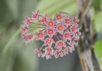 Hoya camphorifolia - Хойя камфоролистная