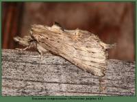 Pterostoma palpina - Хохлатка остроголовая