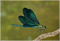 Calopteryx virgo feminalis - Красотка-девушка южная