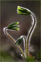 Hepatica nobilis - Перелеска или печеночница благородная