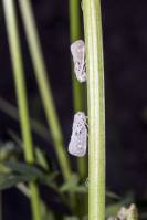 Metcalfa pruinosa - Цикадка белая
