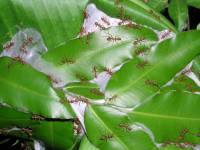 Oecophylla smaragdina - Азиатский муравей-портной