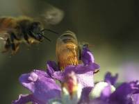 Пчёлы:  В ОЧЕРЕДЬ, @%@%НЫ ДЕТИ ! ! !
