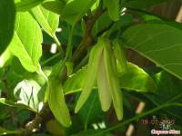 Annona squamosa - Аннона чешуйчатая
