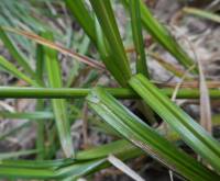 Carex rostrata - Осока носатая
