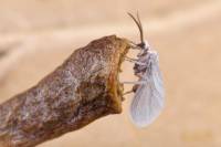 Coniopterygidae - Пыльнокрылы