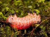 Limacodidae - Слизневидки