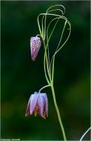 Fritillaria usuriensis - Рябчик уссурийский