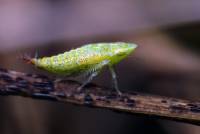 Личинка зелёной цикадки
