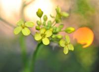 Brassicaceae - Капустные или Крестоцветные