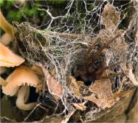 Amaurobiidae - Запутанные пауки-ткачи