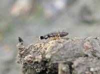 Entomobryidae