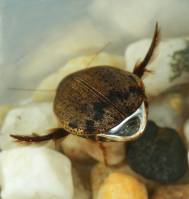 Acilius sulcatus - Полоскун бороздчатый
