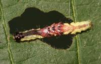 Hydrelia sylvata - Пяденица ольховая
