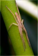 Philodromidae - Филодромиды
