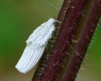 Ortheziidae - Пластинчатые червецы