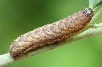 Lacanobia thalassina - Совка садовая серо-бурая