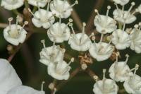 Viburnum opulus - Калина обыкновенная