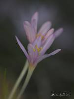 Colchicum stevenii - Безвременник Стевена